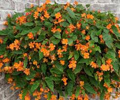 Image result for Begonia sutherlandii