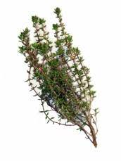 Check spelling or type a new query. Les Vertus Des Plantes Le Thym Zaatar