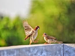 I would think the mom bird teachs the baby bird to fly so the baby bird knows how to fly and take care of the baby the bird will have when it grows up so mom bird takes the food they eat and regurgitates into baby birds beak. Bird Food For Small Birds Seeds Grains For Sparrows Budgies Lovebirds More Most Searched Products Times Of India