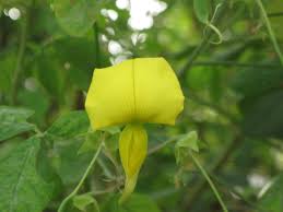 Image result for Crotalaria laburnifolia