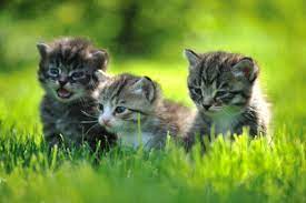 Das hängt von der katze ab, so ab dem 5. Ab Wann Sind Katzen Geschlechtsreif So Finden Sie Antworten Auf Fragen Rund Um Ihr Haustier