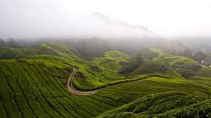 Hd wallpapers and background images. Cameron Highlands Malaysia Uhd 4k Wallpaper Pixelz Cc