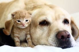 However, if you already have cats in your home, you want to manage introductions ask at the pet store or shelter if a cat you're considering has any aggressive tendencies or behavioral issues. How To Introduce A Kitten To A Dog Door Buddy