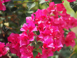 Maybe you would like to learn more about one of these? Magnoliophyta Scientific Name Bougainvillea Paper Flower Dark Stock Photo Picture And Royalty Free Image Image 145062798