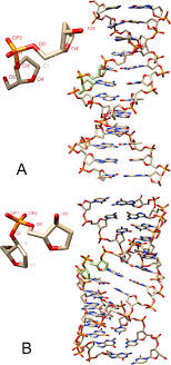 Deoxyribonucleic acid, or dna, is a polymer of nucleotides linked together by specific bonds known as phosphodiester bridges. Molecular Structure Of Dna And The Deoxyribose Phosphodiester Backbone Download Scientific Diagram