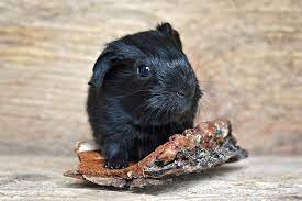 The female baby guinea pig should remain in touch with their mothers until they are about 4 weeks old compared to male baby guinea pigs. Guinea Pig Baby Pigs Free Photo On Pixabay