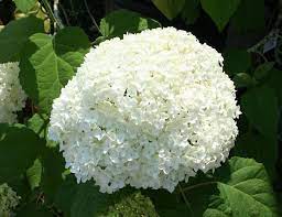 Pin On Flowers Both Annuals And Perennials