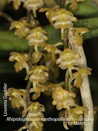 Image result for Rhipidoglossum