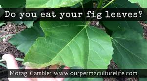 Maybe you would like to learn more about one of these? 5 Ways To Use Fig Leaves Our Permaculture Life