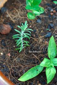 We did not find results for: Growing Basil Rosemary In Malaysia Che Cheh