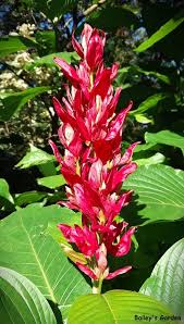 Image result for Erythrococca zambesiaca