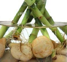 Maybe you would like to learn more about one of these? How To Care For Lucky Bamboo Lovetoknow