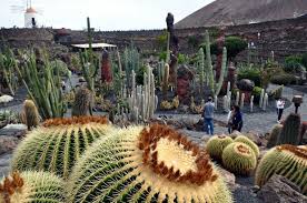 Jardin De Cactus Cuarenta Y Nueve Ideas De Como Elaborar Uno Jardin De Cactus Plantas Suculentas Cactus