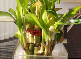 Your dracaena sanderiana reacts to chemicals like fluoride and chlorine. My Lucky Bamboo Is Dead What Mistake Did I Make Gardening Tips Plants Care Plants Details