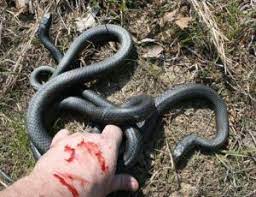 Pin On Colorful Snakes
