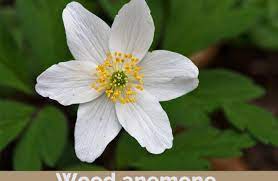 Wood Anemone Facts And Health Benefits