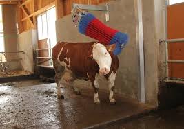 Doja cat's cow outfit (self.helpmefind). Kerbl Kuhputzmaschine Happy Cow Swing Kuhburste 18880 Hommel Onlineshop