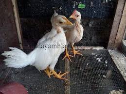 Pin On Photos From Hobi Ternak