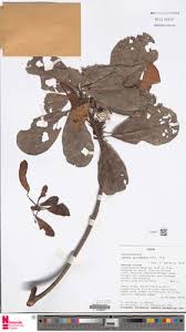 Image result for Uapaca guineensis