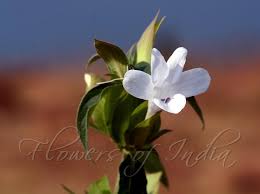 Image result for Barleria