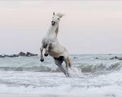 Camargue Horse On The Beach Fine Art Prints For Your Home Or Office Kate Lloyd Photography Equine Land Camargue Horse Horse Inspiration White Horses