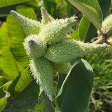 Image result for Apocynaceae subfamilies Asclepiadoideae and Secamonoideae