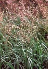 Pase Seeds Ornamental Grass Seed Hierochloe Odorata Sweet Grass 25 Seeds Pase Seeds 4 99 Http Www Pase Ornamental Grasses Grass Seed Perennial Grasses