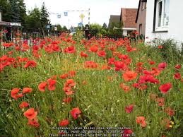 Gartentips und ratschläge für einen schönen garten und eine schöne wohnung. Wilder Garten Rosen Forum Garten Forum Schmid Gartenforum