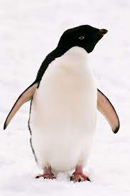Penguin Species Penguins Adelie Penguin