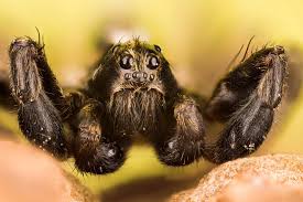 Wolf spiders tend to be dark in color (usually dark brown or even black), often with stripes or other markings of a lighter brown or yellow. All About Wolf Spiders Environmental Pest Management