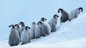 How does a penguin build a lego house? Just Penguin Things
