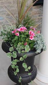 Geraniums Diamond Frost Vinca Vine Spike And Fillers Container Gardening Flowers Container Gardening Porch Flowers