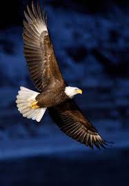 شوف صور جديده صوره النسر Aguia Careca Aves De Estimacao Animais Lindos