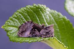 Image result for Syngrapha microgamma