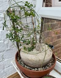 Image result for Kedrostis