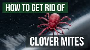 The good news is that they cannot bite and are not harmful to humans. How To Get Rid Of Clover Mites In 4 Easy Steps Diy Clover Mite Control Solutions Pest Lawn