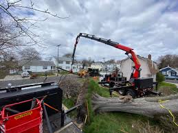 David's tree care is a family owned business, established in 2000 with the goal of providing outstanding tree service to northern new jersey. Tree Service Contractors Z Tree Experts Clifton Nj