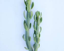 Image result for Senecio sp.no.1
