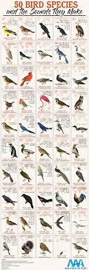 Birds That Start With A Vowel 50 Bird Species And The Sounds They Make Infographic In 2020 Bird Species Bird Calls Backyard Birds