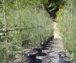 Image result for Casuarina verticillata