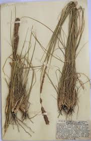 Image result for Loudetia kagerensis