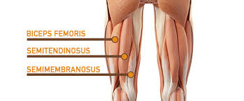 Take a look at the leg muscles diagram below, where you see each muscle clearly labeled. Leg Muscle Anatomy Function Facts Openfit