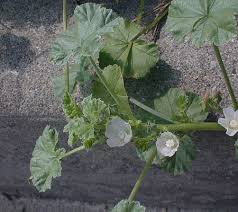 Image result for Malva neglecta