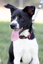 Copper Pet Id 888100 1 Yr Old Short Hair Border Collie Rcacp 540 344 4922 Ext 6 Or 2 Ecarden Rcacp Org Pound Puppies Pet Id Border Collie