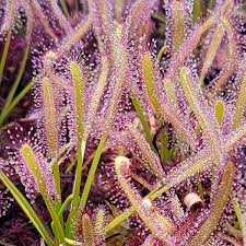 Image result for Drosera