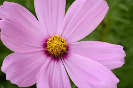 They'll likely be captivated by. Pink Flower Close Up Free Stock Photo Negativespace