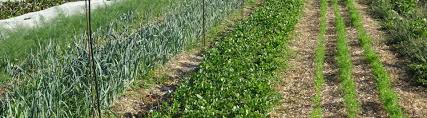 La Biodiversite Comme Alternative Au Travail Du Sol Produire Bio