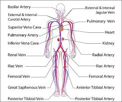 There are 37 artery diagram for sale on etsy, and they cost 30,26 $ on average. Anatomy And Physiology 8 The Circulatory System British Journal Of Healthcare Assistants