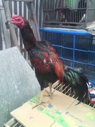 Peternak ayam bangkok ngampel papar kediri kediri, jawa timur : Peternakan Ayam Bangkok Kediri Jawa Timur Tentang Kolam Kandang Ternak