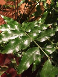 Image result for Pellaea longipilosa